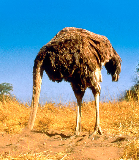 035ostrich_468x538[1].jpg