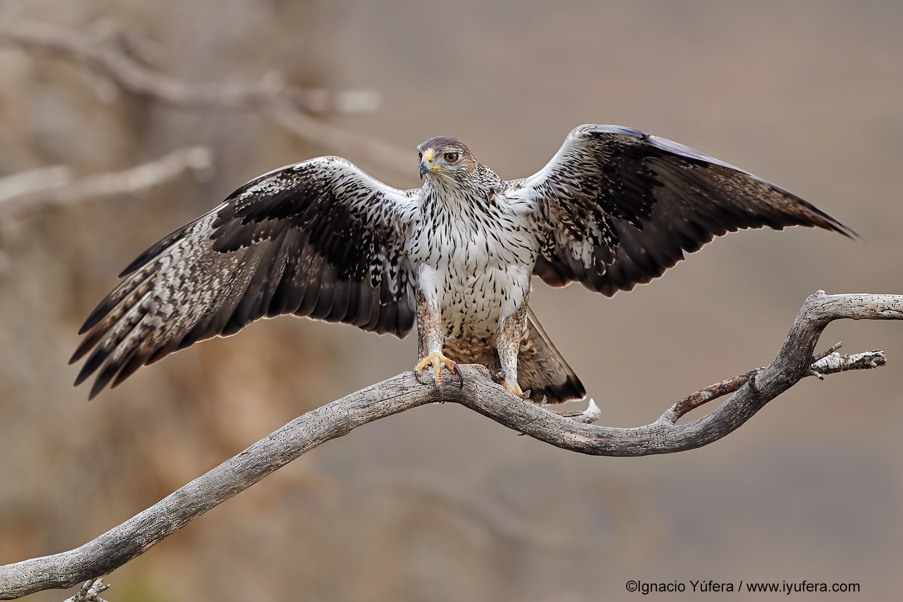 1092_1bonelli_s_eagle_male_spread_b.jpg