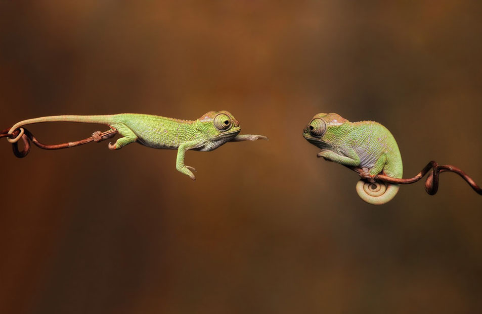 11-baby-chameleons-best-wildlife-photography.jpg