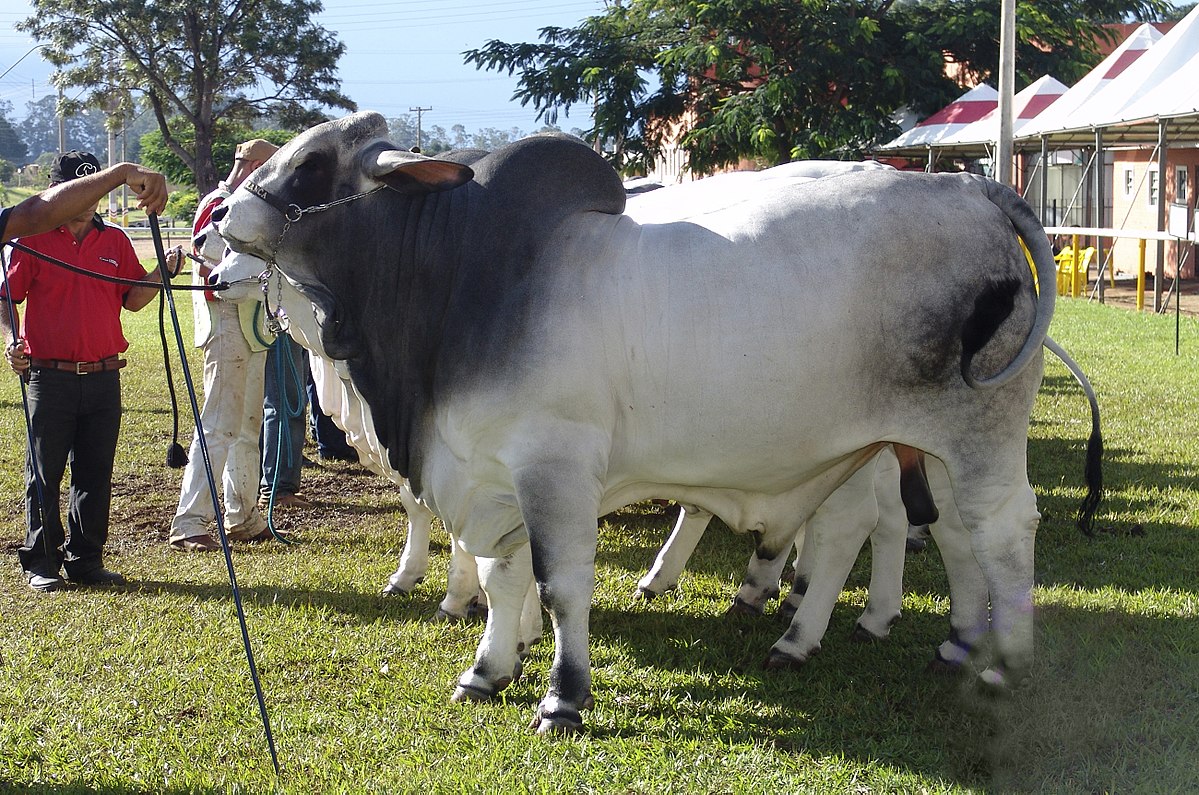 1200px-Brahman_(EMAPA)_110307_REFON_2.jpg