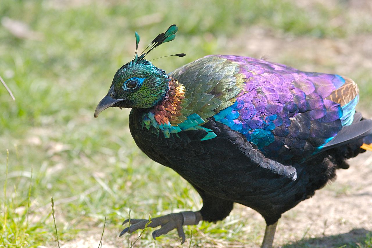 1280px-Himalayan_Monal_Pheasant_6.jpg