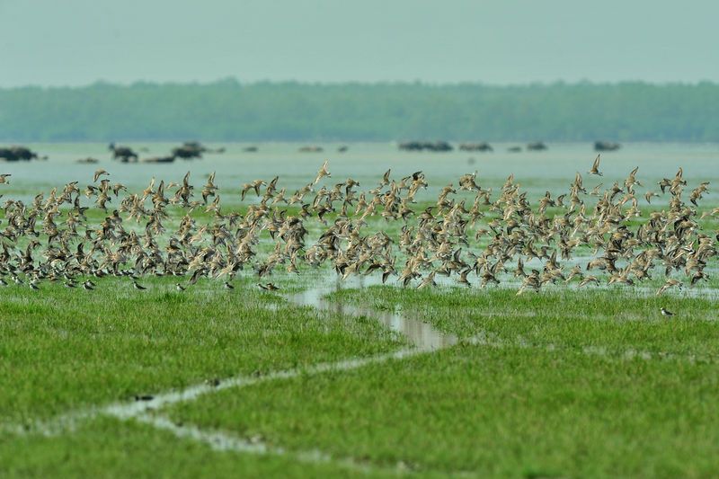 1338304311-nijhum-dweep-busiest-airport-of-migratory-birds_1243182.jpg