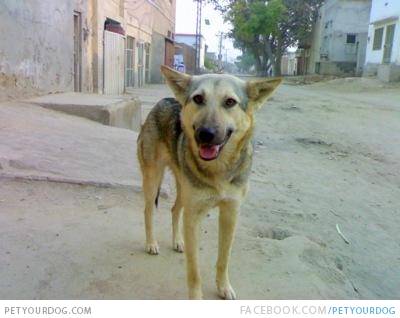 1354872012-Bhagyari-Kutta-in-the-street.jpg