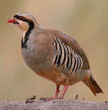 220px-Alectoris-chukar-001.jpg