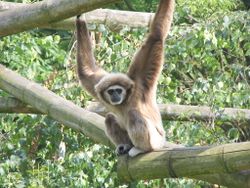 250px-Weisshandgibbon_tierpark_berlin.jpg