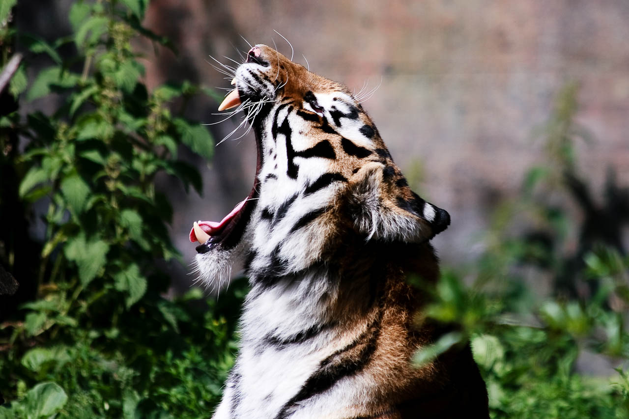 253898-roaring-tiger.jpg