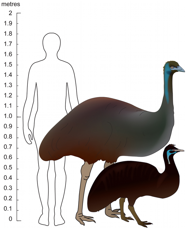 640px-Emu_size.png