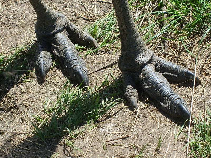 800px-Dromaius_novaehollandiae_-zoo_-two_feet.jpg