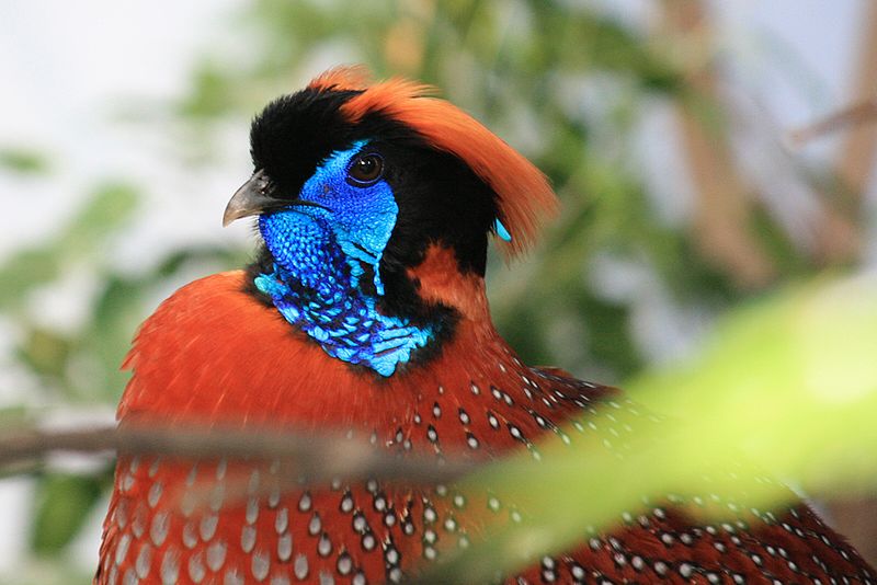 800px-Tragopan_satyra,_ZOO_Praha_158.jpg