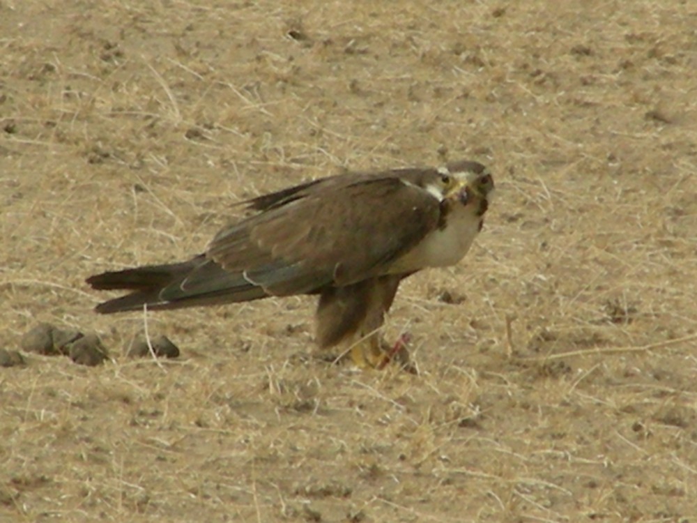 AB012_Laggar_Falcon.JPG