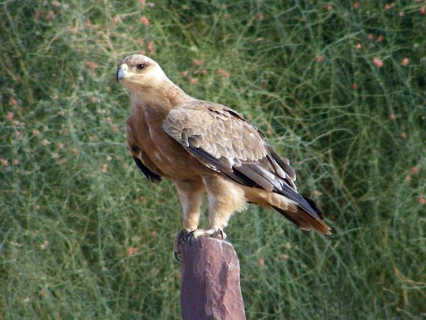 AB076_Tawny_Eagle.JPG