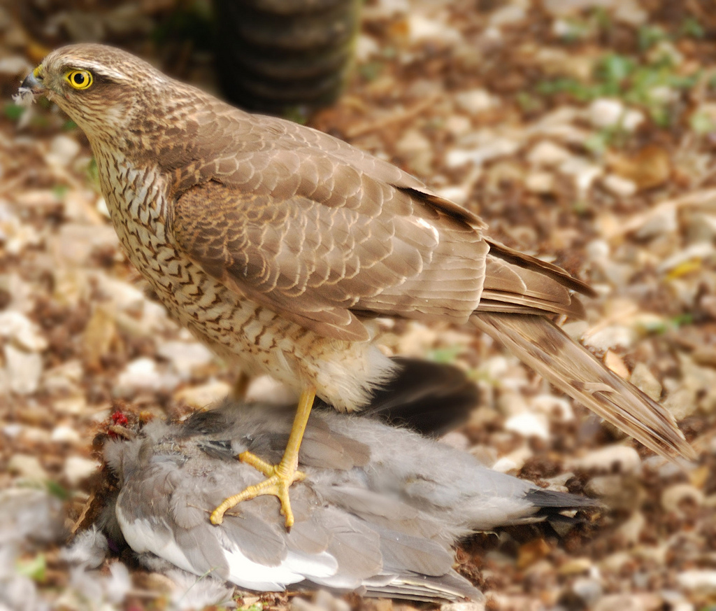 Accipiter_nisus_-England_-immature_with_kill-8.jpg