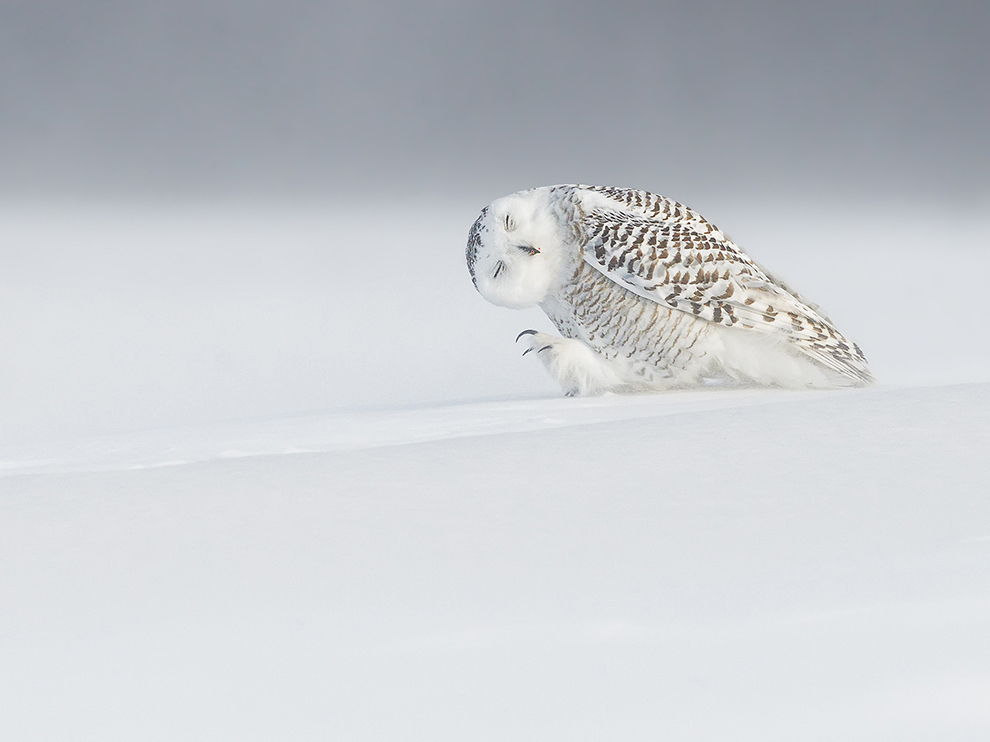 Against the Windowl-snow-canada_89333_990x742.jpg