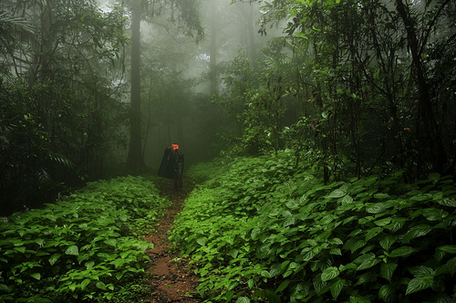 agumbe.jpg