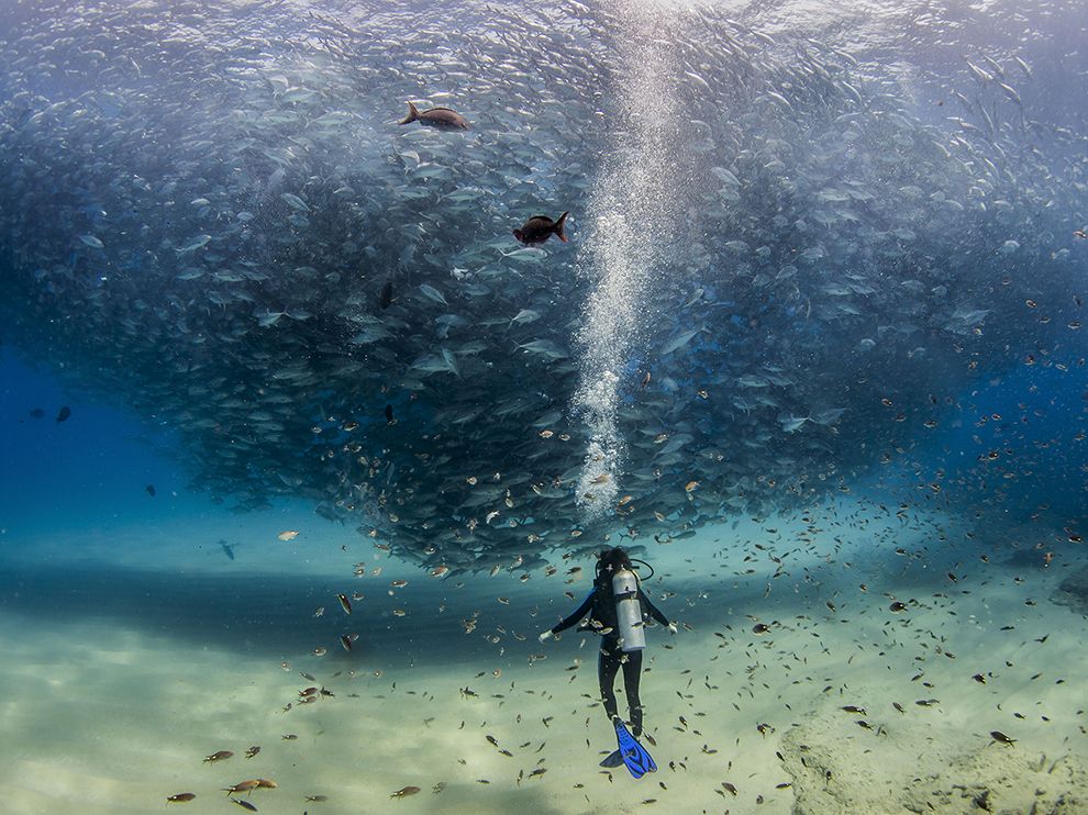 All the Fish in the Seadiver-fish-cabo-pulmo_89474_990x742.jpg