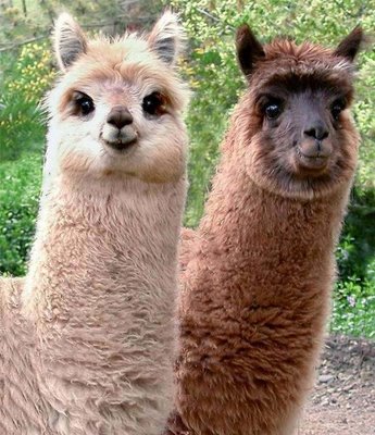 alpaca-health-6.jpg