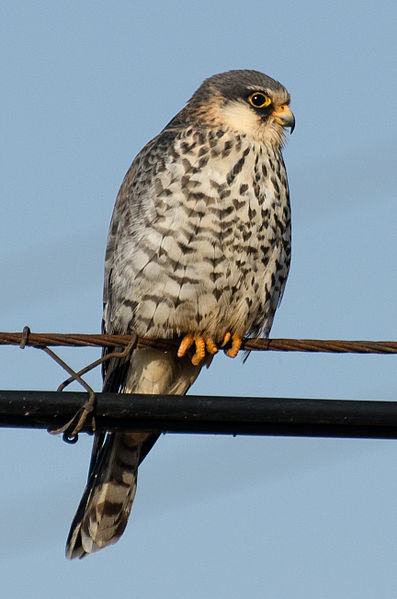 Amur_Falcon_(F).jpg