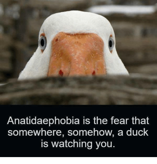 anatidaephobia-is-the-fear-that-somewhere-somehow-a-duck-is-29003344.png