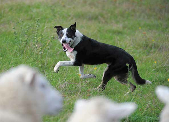 animals-sheep-dogs.jpg