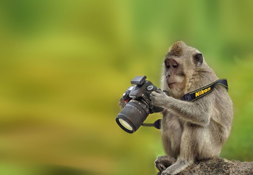 animals-with-camera-helping-photographers-18__880.jpg