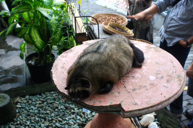 Apakah Semua Musang Bisa Gemuk.jpg