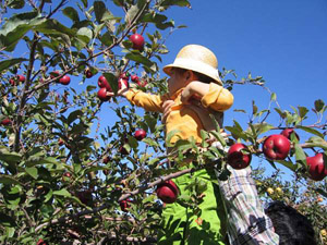 apple-picking2.jpg