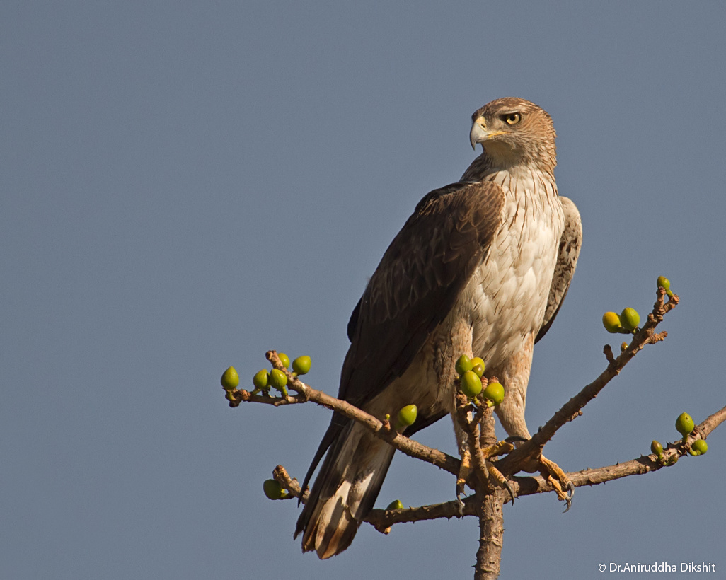 (Aquila fasciata)a.jpg