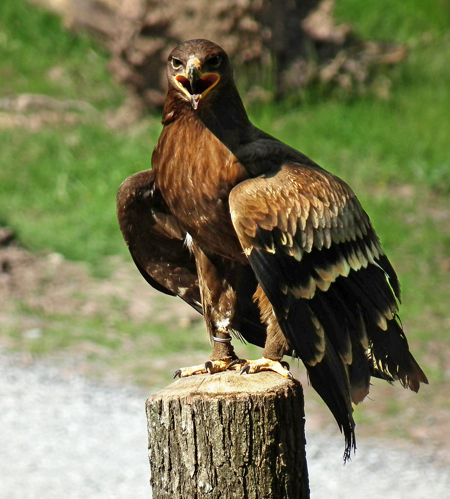 Aquila_nipalensis_2010.JPG