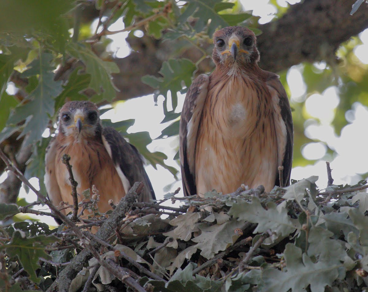 AquilaPennata_nest.jpg