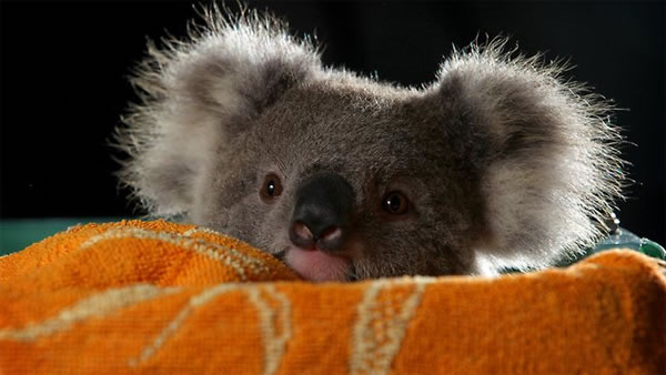 baby_koala_blanket-cutestlife.com_.jpg