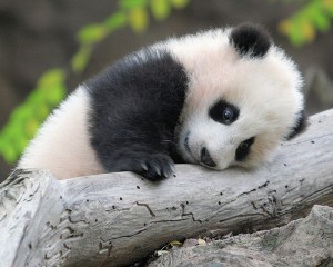 babypandahugsatree-300x240.jpg