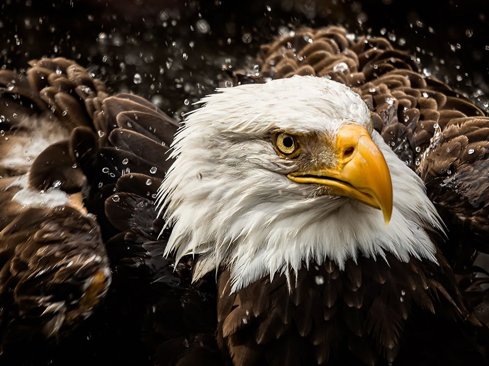 bald-eagle-water-zoo_89536_990x742.jpg