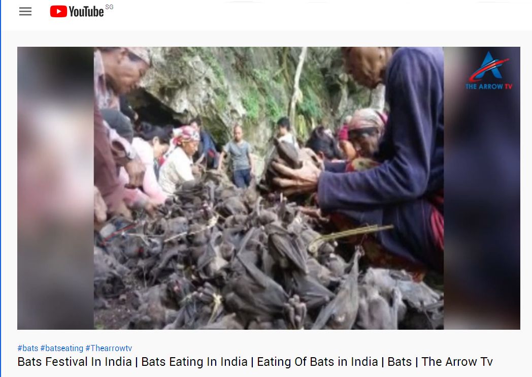 Bats Festival In INdia2.jpg