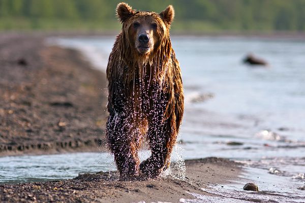 bear-bear-kurilskoye-lake-russia_76506_600x450.jpg