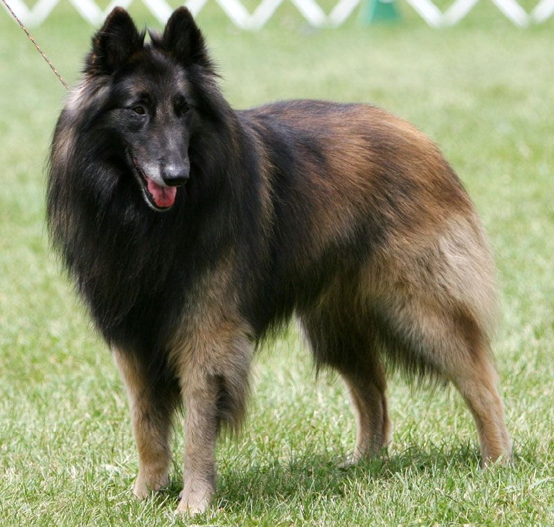 Belgian Tervuren2.jpg