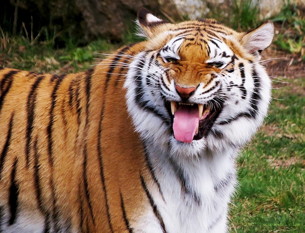 bengal_tiger_stock_2__scenting_behavior_by_hotnstock-d640cih.jpg