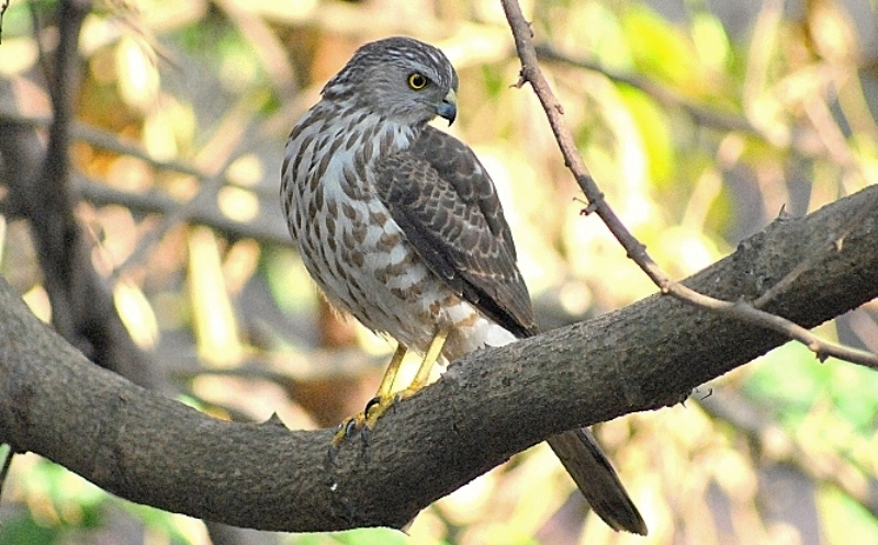 Besra_Sparrowhawk.jpg