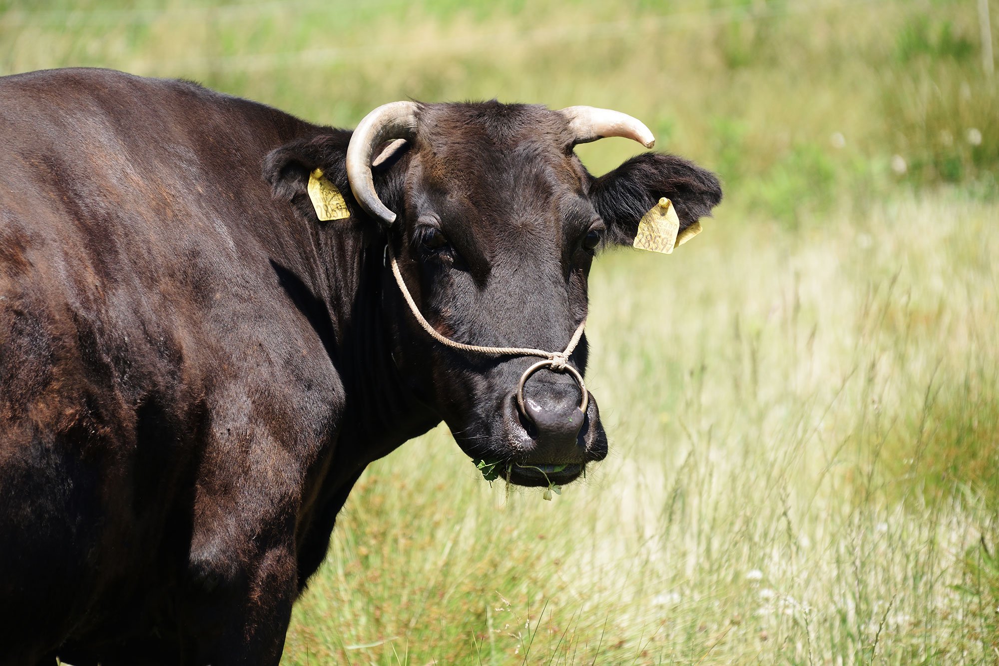 bg-shorthorn-wagyu-cattle-001-KenKojima.jpg