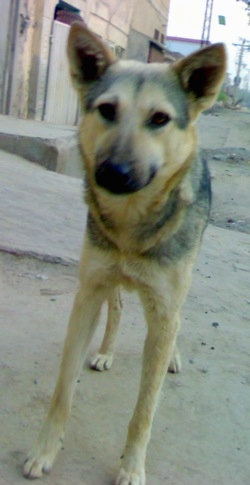 BhagyariKuttaPakistaniShepherdDogTabithaFemalePurebred7.jpg