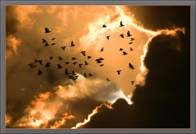 bird-flying-and-sunsets-in-pakistan-image.jpg