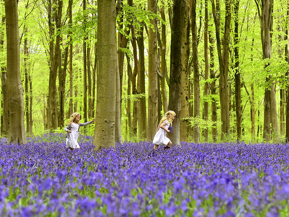 bluebells-savernake-forest-west-woods_Marlborough, England90330_990x742.jpg