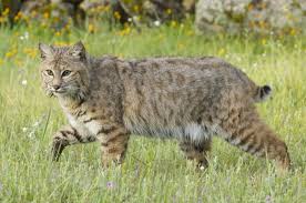 bobcat.jpg