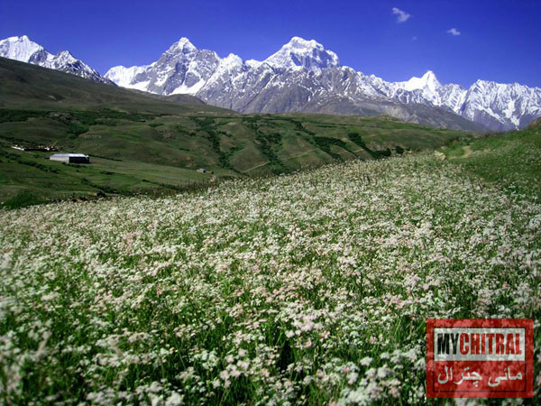 boroghil-valley-chitral.jpg