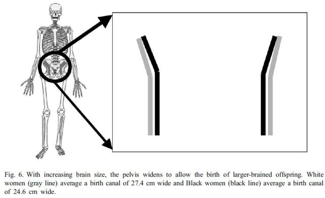 brain-size-iq-and-racial-group-differences-evidence-from-musculoskeletal-traits-figure-6.jpg