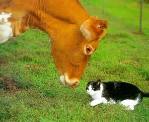 cat.cow_.jpg