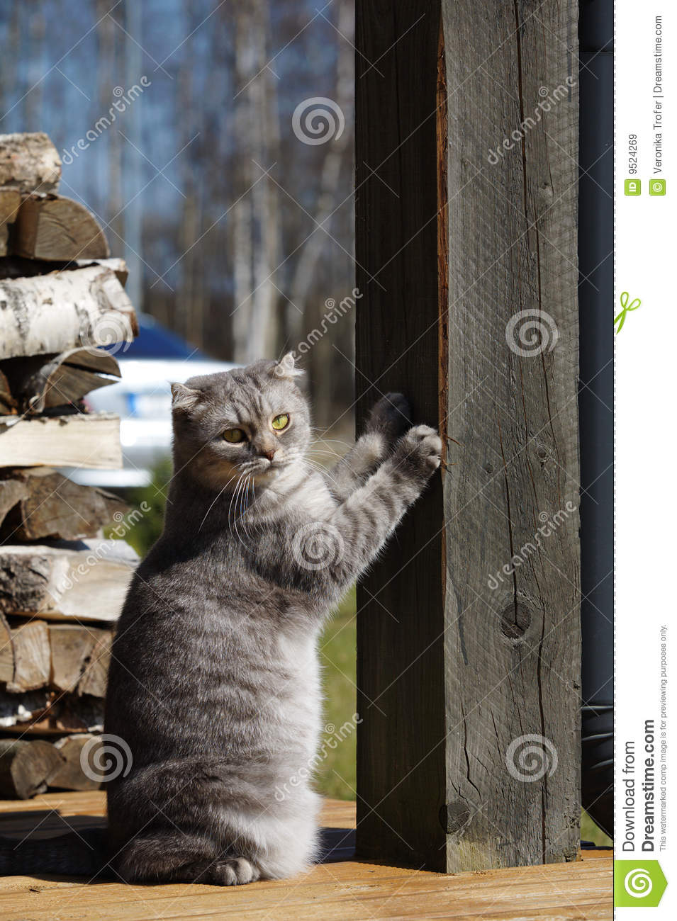 cat-scratching-column-9524269.jpg