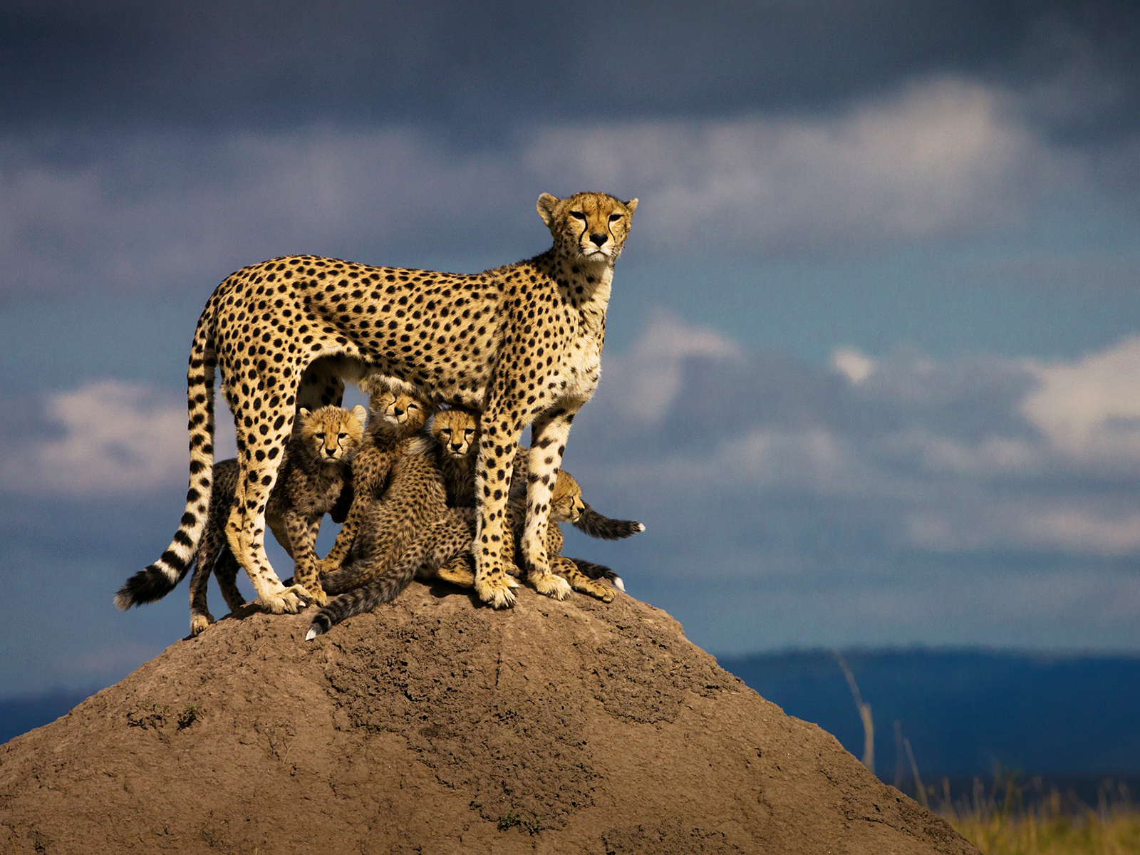 Cheetahs in Masai Mara National Reserve, Kenya.jpg