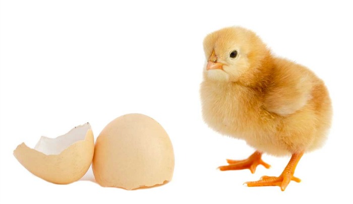 chicken-or-egg.jpg