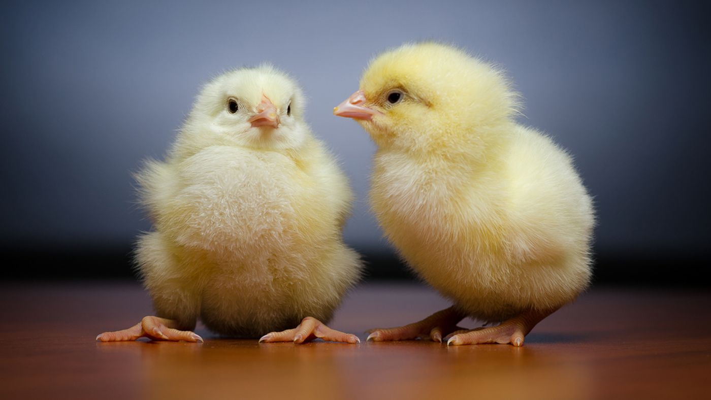 chicks.0.0.jpg