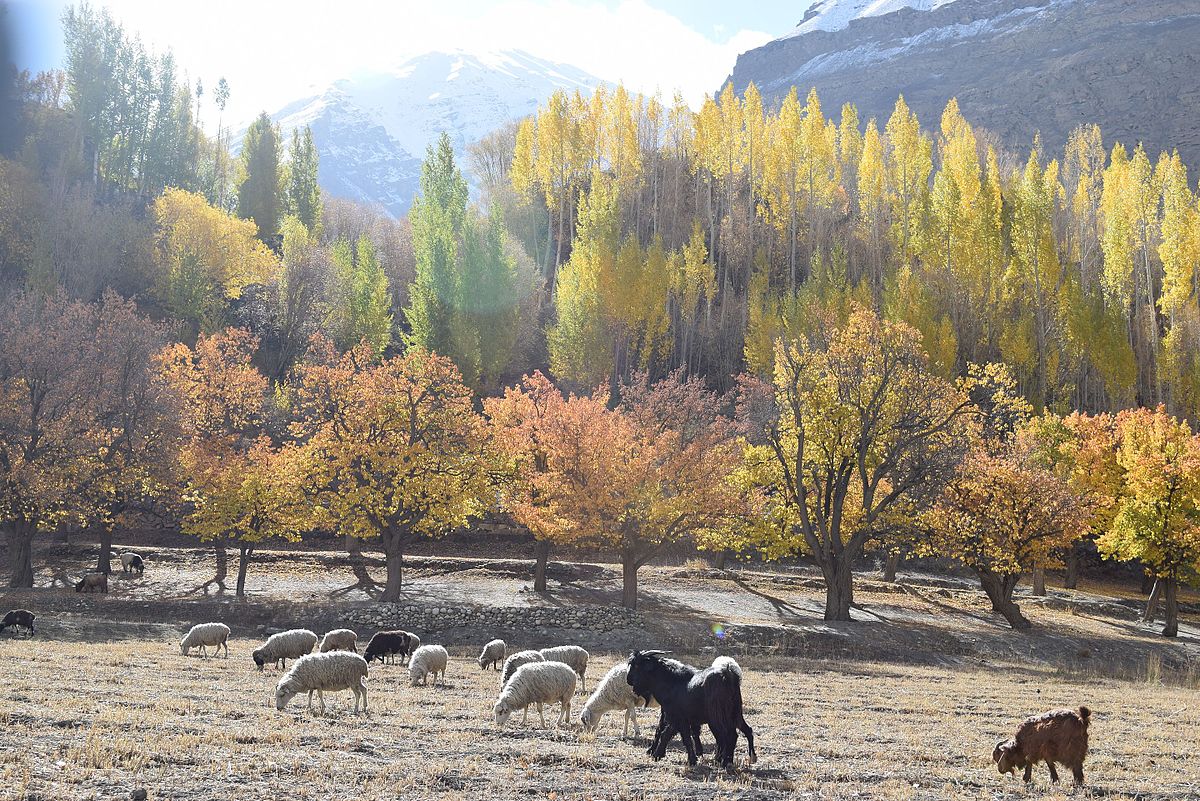 Colours_of_autumn_Shimshal.JPG